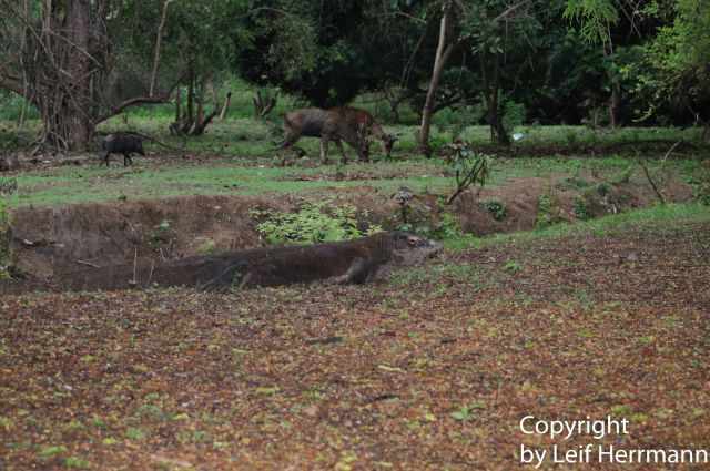 Deers in Rinca Island
