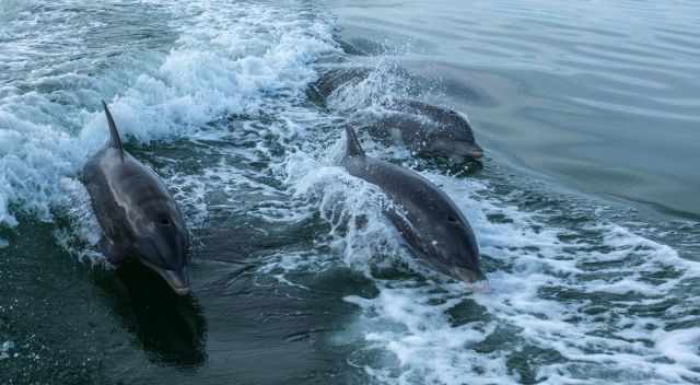 A jumping school of bottlenose dolphins