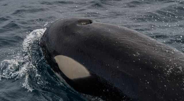Orca close to the boat in the Strait of Gibraltar