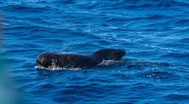 Pilot Whale in the Strait of Gibraltar