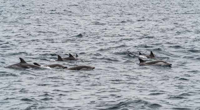 A school of dolphins 