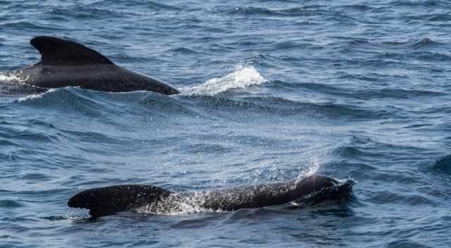 Two Pilot Whales in the Strait of Gibraltar