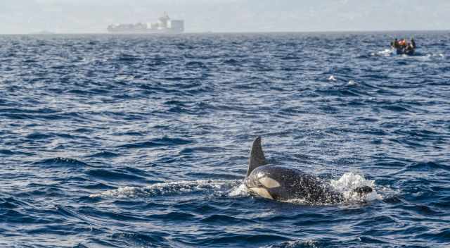 Orca Baby and mom in the Strait of Gibraltar - Tarifa