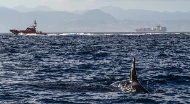 Container vessels close to orcas in the Strait of Gibraltar