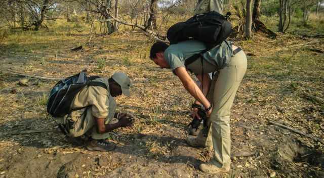 Guided Hike on Chief's Island in the Okavango Delta