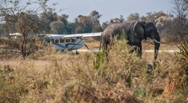 Airplane and Airstrip in the Okavango