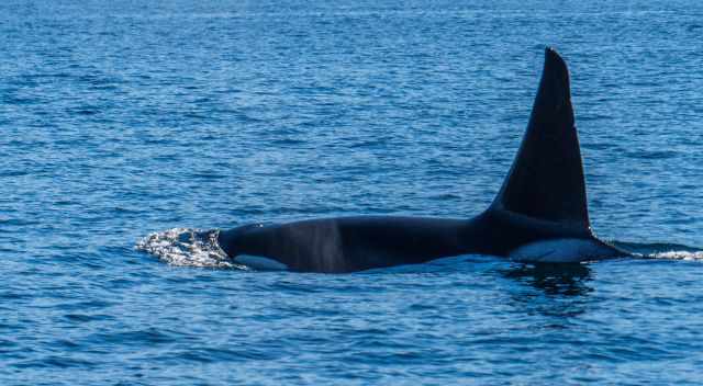 Big Orca at Malcolm Island - Vancouver Island