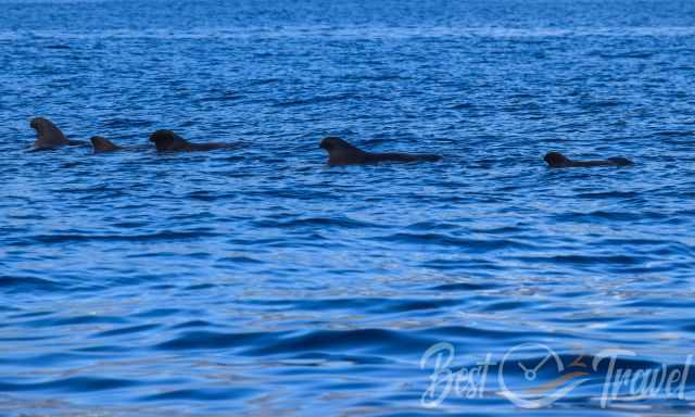 A pod of pilot whales