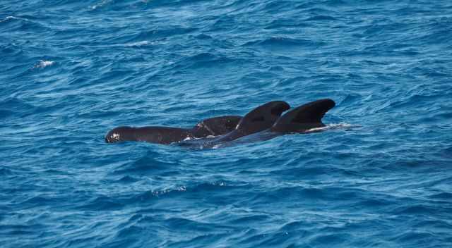 Three pilot whales