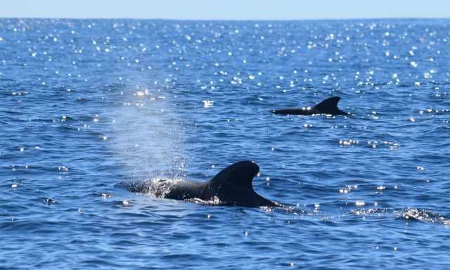 A pilot whale breathing out - you see the spray