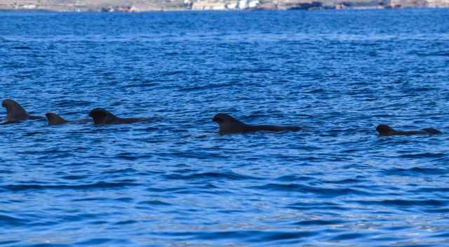 Pilot Whale pod with the coast of Tenerife in the back.