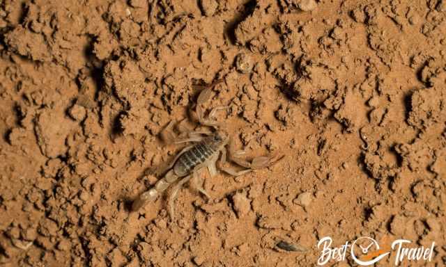 A scorpion in the night