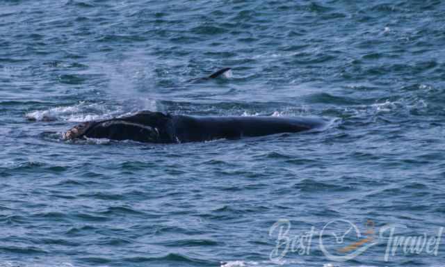 Southern right whales