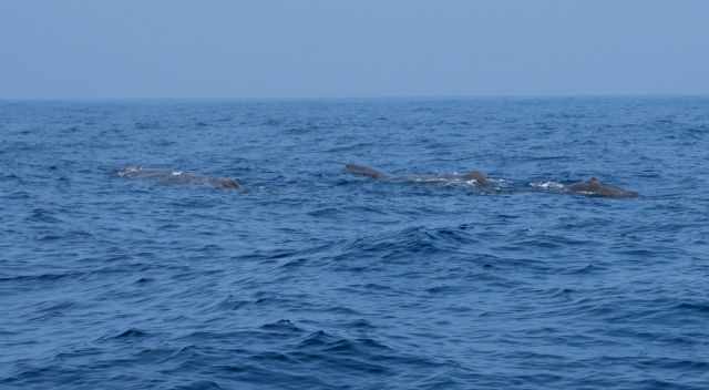 A pod of sperm whales