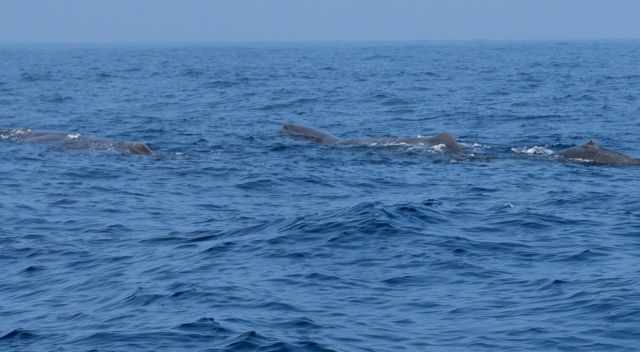 Three sperm whales two adults and baby