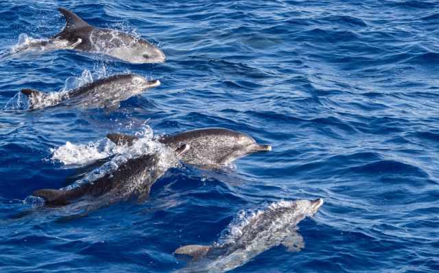 A huge pod of spotted dolphins close to Puerto Colon