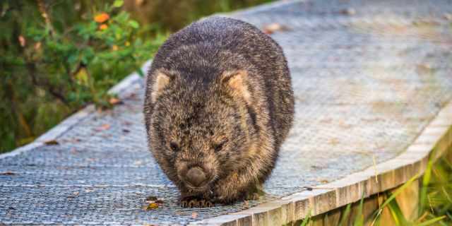 Wombat walking on a boardwalk