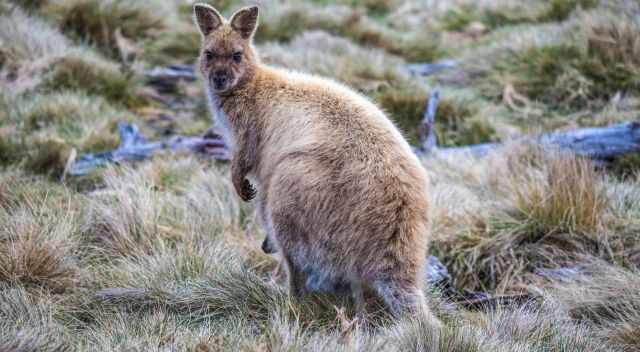 Pademelon in Cradle - thicker fur