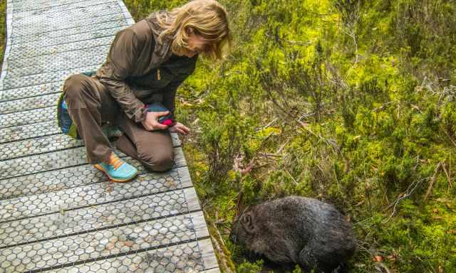 Cradle in summer with a wombat next to the boardwalk