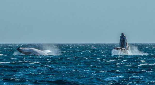 Humpbacks breaching