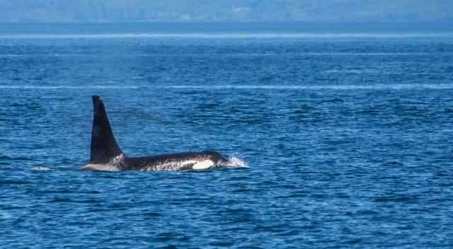 Orca at Vancouver Island