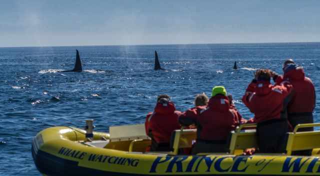 Pod of Orcas at a whale watching trip on the east site of Vancouver Island